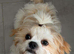 5 month old male malshi