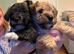 Westie cross Yorkie puppies