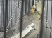 2 Beautiful cockatiels looking for a new home