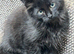 Black mixed Ragdoll kittens