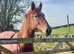 Top Heavyweight Hunter Yearling Filly