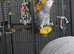 African grey parrot