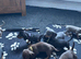 8 beautiful miniature daschshunds