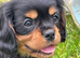 Stunning black & tan cavalier boys