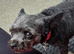 5yr old female yorkiepoo