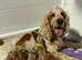 Cockapoo puppy male