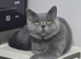 Wanted: British Shorthair Female for Mating