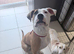 Female staffy/cane corso
