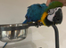 Baby HandReared Super Tame Cuddly Blue & Gold Macaw Parrot