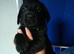 3 Labrador puppys