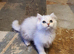 Beautiful Pedigree Chinchilla Persian Kitten.