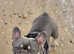 Frenchie for stud