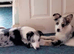 BLUE MERLE BORDER COLLIE GIRL