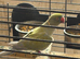 Olive and purple Male for sale