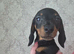 Miniature dachshund boy