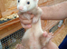 Semi-angora kits