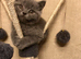 British shorthair blue