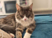 1 year old mainecoon female