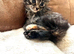 kitten 8 week cross maine coon