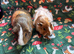 Two gorgeous boars