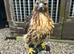 Redtail hawk for sale