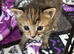 4 kittens for sale