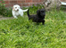 Stunning Male Shihpoo X Sproodle