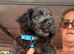 Beautiful mini jackapoo puppies for sale
