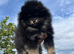 Teddy bear pomerian