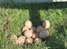 Guinea Fowl Eggs