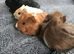 4 beautiful baby male guinea pigs