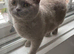 GCCF registered British Shorthair