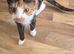 Needing to rehome my 2 kittens