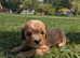 6 beautiful Red Cavapoo puppies