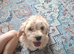 ONLY 1 BOY LEFT Cavachon puppies for sale 1 Boys Left