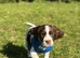 Gorgeous Sprocker Spaniel pups