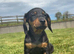 Dachshund puppies for sale