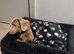 Long Haired daxie