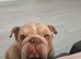ROLO 3 YEARS OLD!