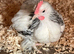 Colombian pekins pullets
