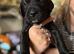 Litter of 9 Staffy Labrador puppies