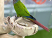 Green cheek conure