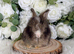 Vaccinated Pedigree English Angoras  xxx