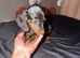 Miniature dachshund puppies for sale