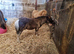Registered miniature Shetland colt