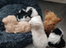 Beautifully bordoodle pups
