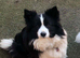 Pedigree border collie female