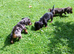 3 miniature dachshund puppies