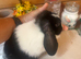 Mini lop