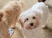 Toy poodle x Cotton de Tulear for sale